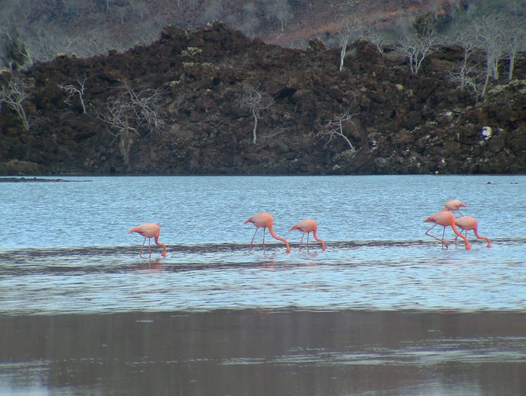 07-Flamingos in the Flamingo Lagoon.jpg - Flamingos in the Flamingo Lagoon